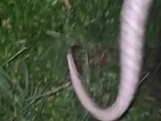 Man Finds Snake Trying to Eat His Pet Birds