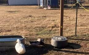 Baby Goat Watches Ducks Duke It Out - Animals - VIDEOTIME.COM