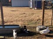 Baby Goat Watches Ducks Duke It Out