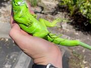 Iguana Is Vibing