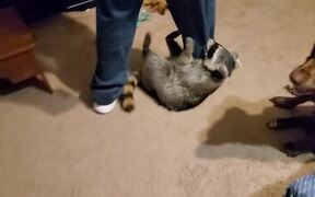 Racoon Acts Like Typical Toddler - Animals - VIDEOTIME.COM