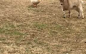 Duck Chases Goat Around the Farm - Animals - VIDEOTIME.COM