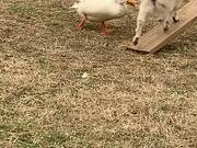 Duck Chases Goat Around the Farm