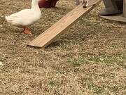 Duck Chases Goat Around the Farm