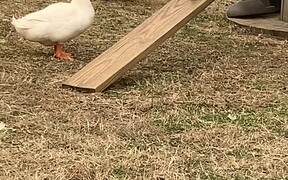 Duck Chases Goat Around the Farm - Animals - VIDEOTIME.COM