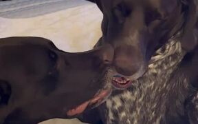 Dogs Fall Asleep Fighting Over Ball - Animals - VIDEOTIME.COM