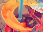 Ferret Swirls Down Dollhouse Slide