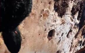 Saving Calf Stuck in Pond - Animals - VIDEOTIME.COM