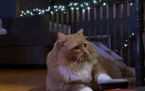 Impatient Cat Asks For Food - Animals - VIDEOTIME.COM