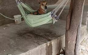 Dog Hangs Out in Hammock - Animals - VIDEOTIME.COM