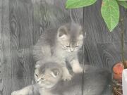 Adorable Kitten Massage