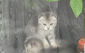 Adorable Kitten Massage - Animals - VIDEOTIME.COM