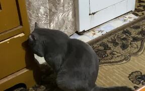 Headphone Stealing Cat Hangs Head in Shame - Animals - VIDEOTIME.COM