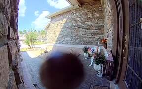 Unexpected Visitor Licks My Doorbell Camera - Animals - VIDEOTIME.COM