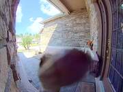 Unexpected Visitor Licks My Doorbell Camera