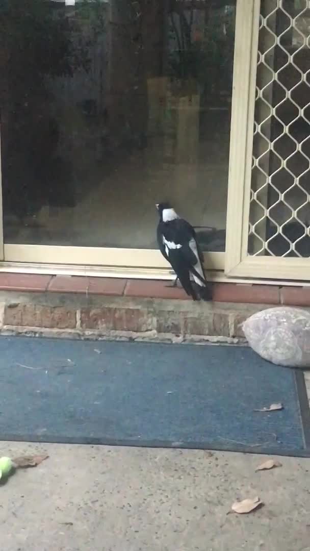 Magpie at the Door Whines Like a Dog