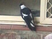 Magpie at the Door Whines Like a Dog