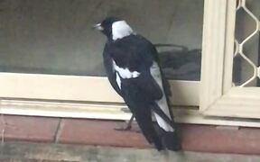 Magpie at the Door Whines Like a Dog - Animals - VIDEOTIME.COM