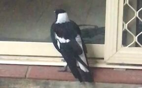 Magpie at the Door Whines Like a Dog - Animals - VIDEOTIME.COM
