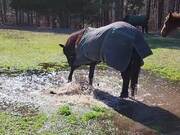 Horse Plays in Muddy Pond