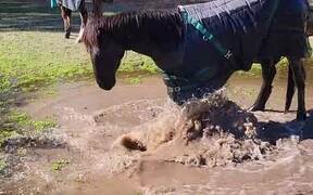 Horse Plays in Muddy Pond - Animals - VIDEOTIME.COM