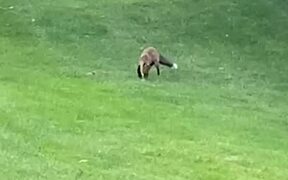 Wild Fox Playing with Golf Ball on Course - Animals - VIDEOTIME.COM