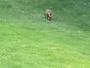 Wild Fox Playing with Golf Ball on Course