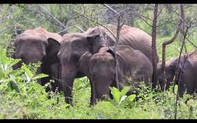 Elephants Family in Minneriya National Park - Animals - VIDEOTIME.COM