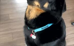 Enzo Learning to Speak Uses Indoor Voice - Animals - VIDEOTIME.COM