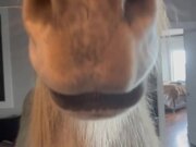 Hrimnir an Icelandic Horse Breaks into House - Animals - Y8.COM