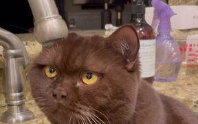 Stoic Cat Just Wants to Watch Water Droplet Fall - Animals - VIDEOTIME.COM