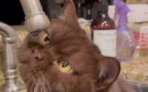 Stoic Cat Just Wants to Watch Water Droplet Fall - Animals - Videotime.com