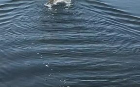 Yorkie Loves to Go Boating - Animals - VIDEOTIME.COM