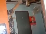 Removing a Massive Snake From Ceiling