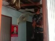 Removing a Massive Snake From Ceiling