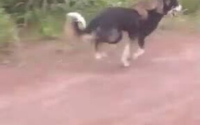 Monkey Rides Around on Other Animals - Animals - VIDEOTIME.COM