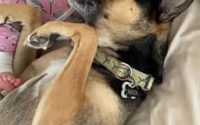8-Month-Old and Dog Cuddle in Bed and Wake up Dad - Animals - VIDEOTIME.COM