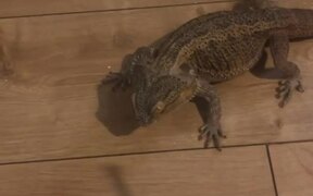Handsome Lizard Stumpy Doesn't See Tasty Treat - Animals - VIDEOTIME.COM