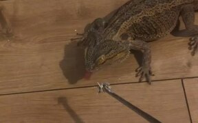 Handsome Lizard Stumpy Doesn't See Tasty Treat - Animals - VIDEOTIME.COM