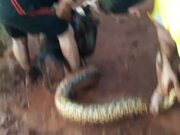 Dog Rescued After Being Snatched by Anaconda