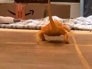 Lizard Slips on the Floor