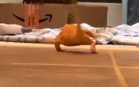 Lizard Slips on the Floor - Animals - VIDEOTIME.COM