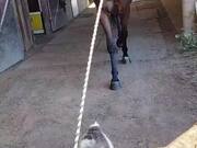 The Corgi Leads Jetty the Horse into the Barn