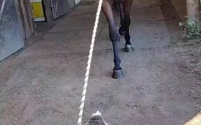 The Corgi Leads Jetty the Horse into the Barn - Animals - VIDEOTIME.COM
