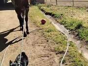 The Corgi Leads Jetty the Horse into the Barn
