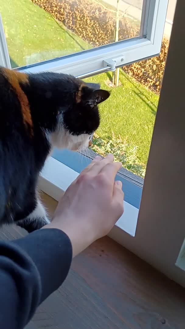 Cat Protects Owner From Dangers of Open Window