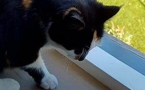 Cat Protects Owner From Dangers of Open Window - Animals - VIDEOTIME.COM