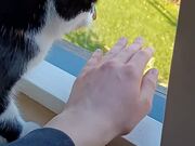 Cat Protects Owner From Dangers of Open Window - Animals - Y8.COM