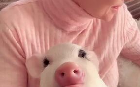 Little Piggy Loves Strawberries - Animals - VIDEOTIME.COM