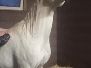 Horse Likes His Back Scratch